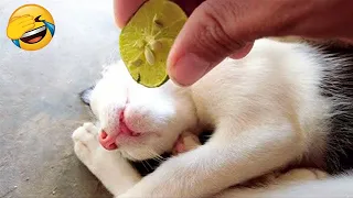 New Funny Animals 2023 😂 Funniest Cats and Dogs Videos #145