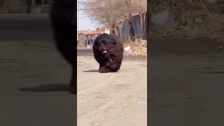 Tibetan mastiff 🔥