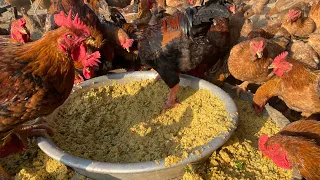 How to mix food for free-range chickens at home - 19-day chicken care - chicken farm