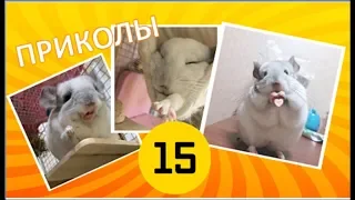 Лучшие приколы про ШИНШИЛЛ! Смешные ШИНШИЛЛЫ! Funny chinchillas❤#15