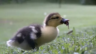 Goose Babies Searching For Food | Duckling Feeding