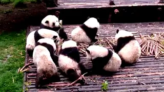 Aww 🔥 Funny And Cute Panda Compilation  🔥 Panda Love - 2020 Clip 3