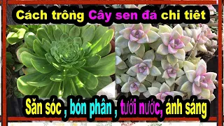 Cách trồng sen đá săn sóc bón phân chi tiết, best fertilizer for succulent plants