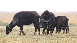 В Орловке откроют экологический парк с буйволами!