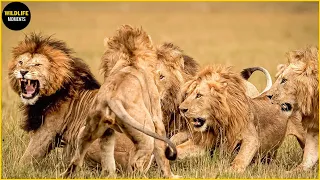 45 EPIC MOMENTS MALE LION FIGHT FOR TERRITORY TO DEA.TH