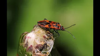 Corizus hyoscyami  04 6 2016