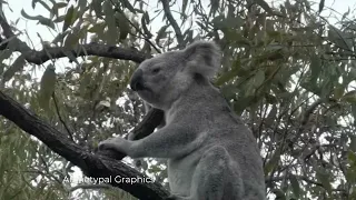 Koala mating time - scary!