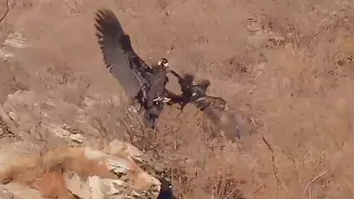 Golden Eagle Fights with Cinereous Vulture for Territory. ‎@nctaview