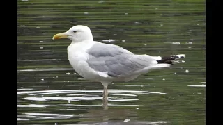 Чайка хохотунья. ( Larus cachinnans )