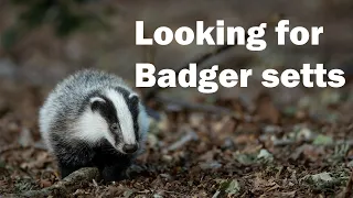 Looking for Badger Setts