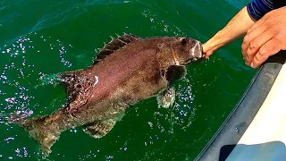 Rare Giant (Black) Seabass Caught and Released in Long Beach! Bonus Rock Crab Catch and Cook.