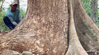 Towering High ‼️ Cut down the fused trembesi tree.