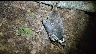 ГУСЯ семёркой!!! Мой первый трофей/Вечерка на вальдшнепа/