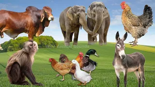 Lovely Animal Sounds Around Us: Donkey, Elephant, Cow, Monkey, Rooster,... | Animal Paradise