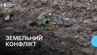 На Волині орендарі переорали гектар полуниці: господар землі готує позов до суду