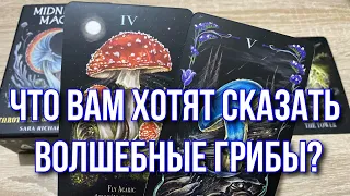 Что вам хотят сказать Волшебные Грибы? 🍄 Получите Послание!