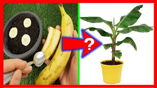 GERMINAR PLÁTANO o banano desde la fruta? Todo lo que debes saber si lo quieres hacer bien