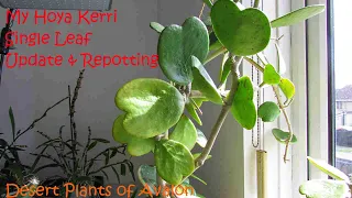 The Hoya Kerri Plant single leaf Valentines day GIMMICK UPDATE & Repotting #houseplants #succulents