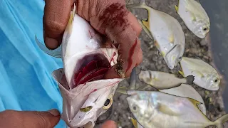 giant trevally caught using dead prawns | simple trevally fishing | IFIF | GT Fishing | #fishing