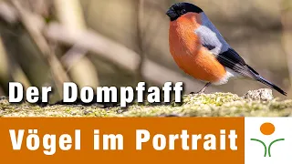 Vögel im Portrait 01 - Der Gimpel / Dompfaff