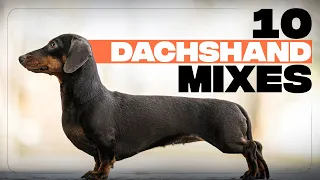10 Of The Most Adorable Dachshund Mix Dog Breeds