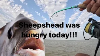 CRAZY FISHING at the SURFSIDE JETTIES too many sheepshead ￼