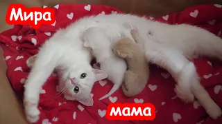 Мира родила котят