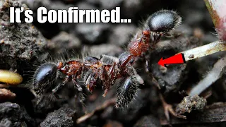 What Scientists Discovered About Mystery Ant # 555 | The Big Surprise Ending