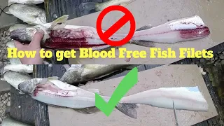 How to get a CLEAN  blood free fish filet in minutes that is ready to be packaged aka "bleeding out"