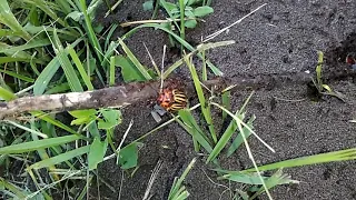 Муравьи против колорадского жука. Что будет, если в муравейник кинуть колорадскую мразь
