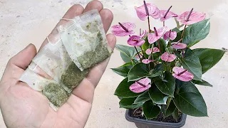 Just 1 sachet makes Anthurium explode with so many flowers (Any plant)
