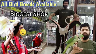 Tollinton market Lahore - Bird market Lahore - Parrot video - Pet market in Pakistan ,MMB pet lover