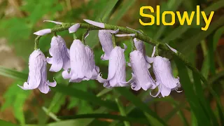 ABC TV | How To Make Bluebells Paper Flower (Slowly) - Craft Tutorial