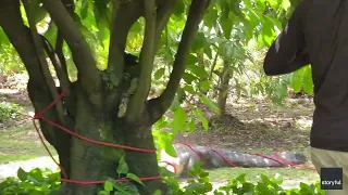 Wildlife Trapper Captures Massive Alligator in Backyard