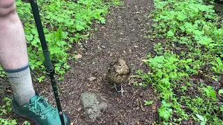 Ruffled grouse gets friendly part 2