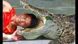 Шоу крокодилов на Пхукете:  Show Crocodile Phuket Thailand