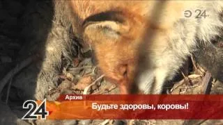 В Татарстане началась бесплатная вакцинация домашнего скота