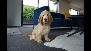 Golden Cocker Spaniel Puppy from NZ - First 6 Months