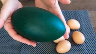 EMU ostrich egg. Idea for a delicious and quick omelette🥚