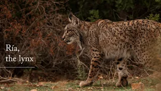 Ría, the lynx