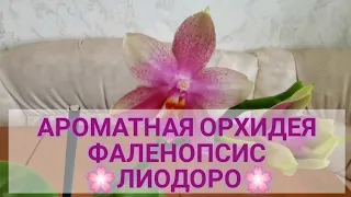 Ароматная орхидея Фаленопсис 🌸Лиодоро🌸 Покупка, содержание и уход.