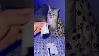 Мини-версия PS5 для любимого котика