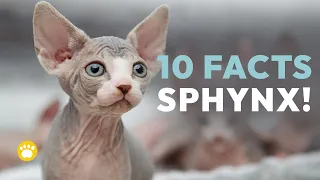 10 Fascinating Facts About Sphynx Cats