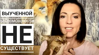 Выученной беспомощности не существует // лекция Евгении Тимоновой