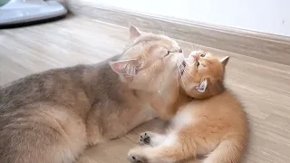 The expression of affection both the mother and kitten is incredibly intense.