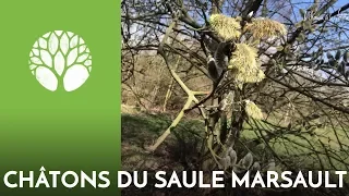 Le saule, aspirine et biodiversité