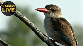 safariLIVE Sunset Safari 1, November 2019