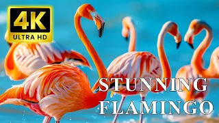 4K UHD Pink Flamingo - Stunning Pink Water Birds With Calming Music