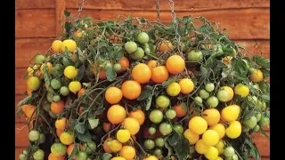 Tomatoes In a Hanging Basket