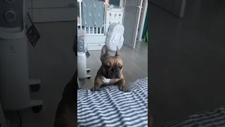 Пэри просится на кровать #frenchbulldog #французскийбульдог #funnydogs